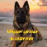 فروش سگ ژرمن شپرد کینگ سایز 