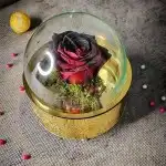 گل رز جاودان همراه باکس موزیکال گرد طلایی