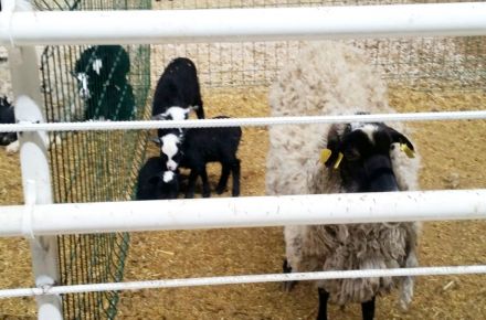 خرید و فروش گوسفند چند قلوزا نژاد رومانف روسی